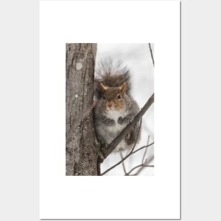 Large Grey Squirrel in a tree Posters and Art